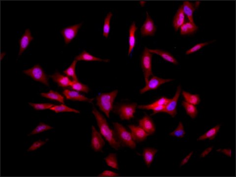 Monoclonal Anti-Hsf1 antibody produced in