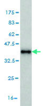 Monoclonal Anti-MAGOH antibody produced in