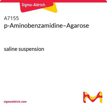 p-Aminobenzamidine–Agarose