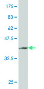 Monoclonal Anti-FUNDC2 antibody produced in