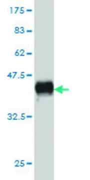 Monoclonal Anti-KSR1 antibody produced in