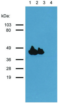 Monoclonal Anti-Actin (muscle) antibody produced