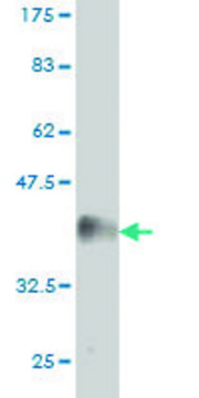 Monoclonal Anti-EPHA2 antibody produced in