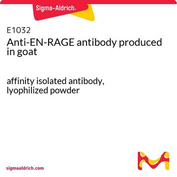Anti-EN-RAGE antibody produced in goat