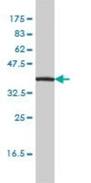 Monoclonal Anti-IL11RA antibody produced in