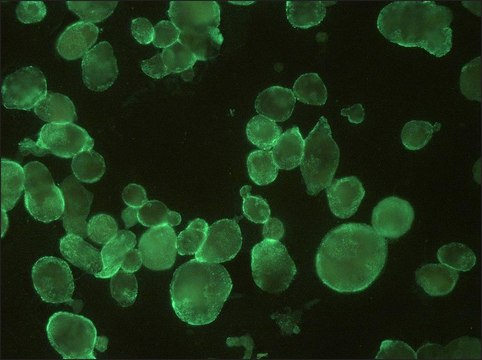 Monoclonal Anti-HSV1 + HSV2 gB