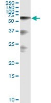 Monoclonal Anti-HABP2 antibody produced in