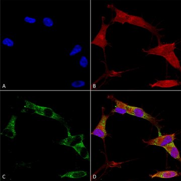 Monoclonal Anti-Vdac1 antibody produced in