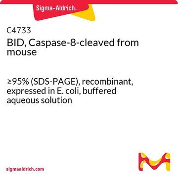 BID, Caspase-8-cleaved from mouse