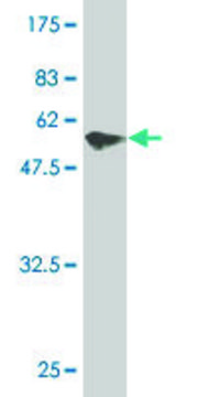 Monoclonal Anti-PIR antibody produced in