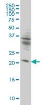Monoclonal Anti-KIF26A antibody produced in