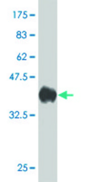 Monoclonal Anti-LMBR1 antibody produced in