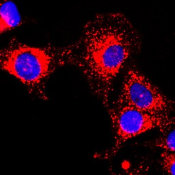 Anti-GAPDH antibody, Rabbit monoclonal