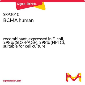 BCMA human