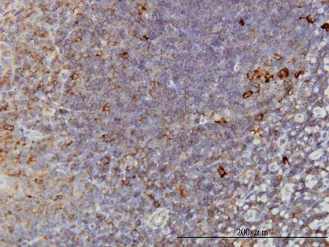 Monoclonal Anti-TCP1 antibody produced in