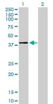 Monoclonal Anti-MAPK11 antibody produced in
