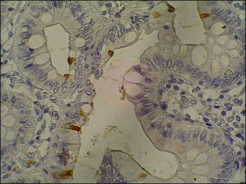 Monoclonal Anti-Sialyl Lewis a antibody