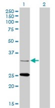 Monoclonal Anti-STAR antibody produced in