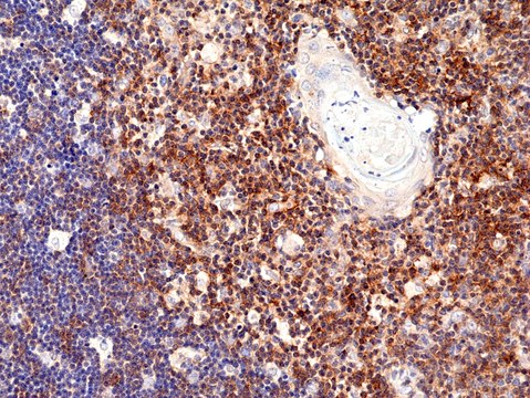 Anti-CD28 Rabbit Monoclonal Antibody