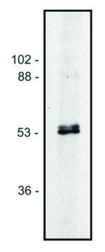 Monoclonal Anti-alpha, betaTubulin dimer antibody
