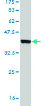 Monoclonal Anti-HECTD1 antibody produced in