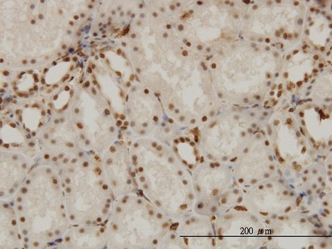 Monoclonal Anti-NR1D1 antibody produced in