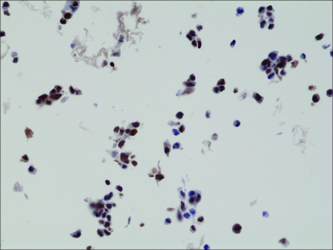 Anti-HA-Tag antibody, Rabbit Monoclonal