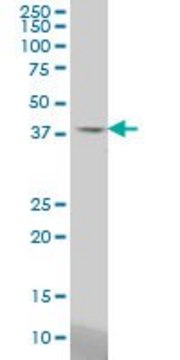 Monoclonal Anti-STAC antibody produced in