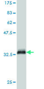 Monoclonal Anti-PIGC antibody produced in