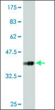 Monoclonal Anti-SLC13A3 antibody produced in