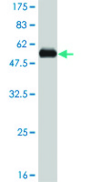 Monoclonal Anti-RSU1 antibody produced in
