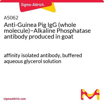Anti-Guinea Pig IgG (whole molecule)?Alkaline