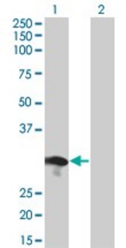 Monoclonal Anti-RABL2B antibody produced in