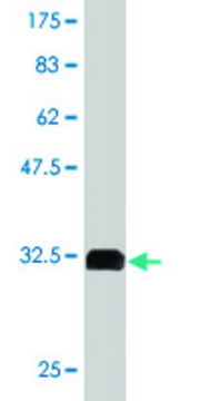 Monoclonal Anti-GPR154 antibody produced in