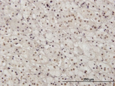Monoclonal Anti-PAX2 antibody produced in