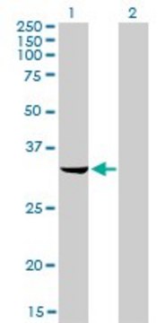 Monoclonal Anti-RNASEH2A antibody produced in