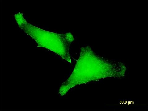 Monoclonal Anti-ZNF175 antibody produced in