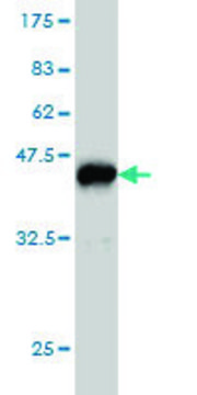 Monoclonal Anti-PAFAH1B1 antibody produced in