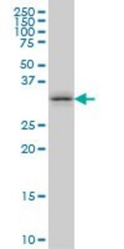 Monoclonal Anti-TSSK6 antibody produced in
