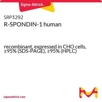 R-SPONDIN-1 human