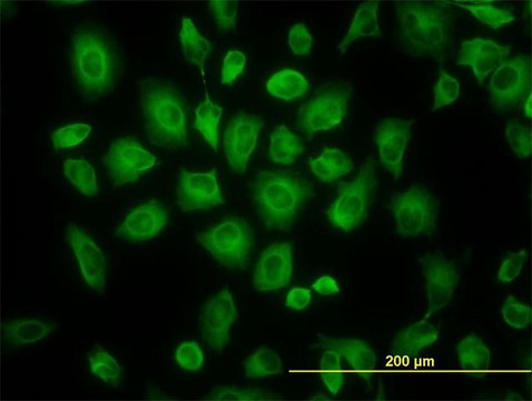 Monoclonal Anti-TUBB2C antibody produced in