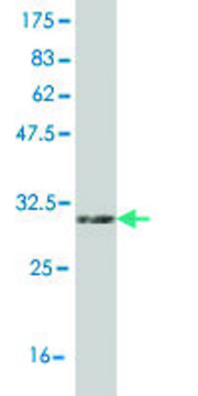 Monoclonal Anti-UCP1 antibody produced in
