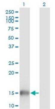 Monoclonal Anti-UBL3 antibody produced in
