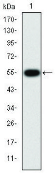 Monoclonal Anti-MMP9 antibody produced in