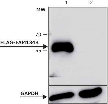 ANTI-FLAG® M2 antibody, Mouse monoclonal