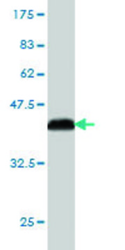 Monoclonal Anti-PCDHB3 antibody produced in