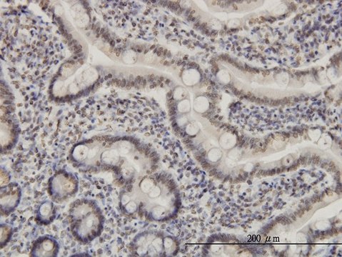 Monoclonal Anti-MEF2A antibody produced in