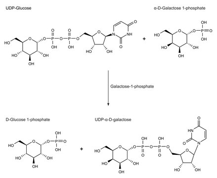 Galactose-1-phosphate Uridyltransferase from galactose-adapted yeast