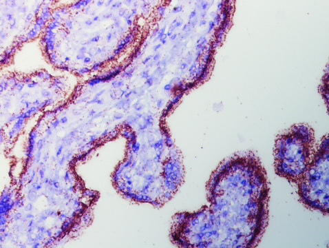 Duolink® In Situ Detection Reagents