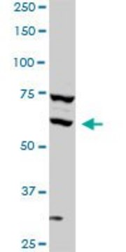 Monoclonal Anti-SREBF1 antibody produced in